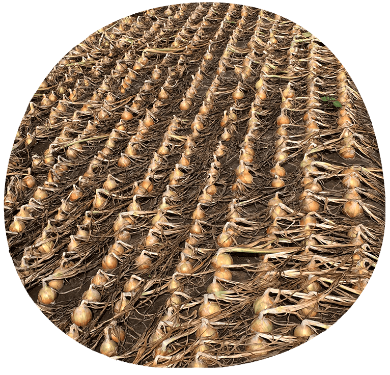 Landwirtschaft 8 Landwirtschaft