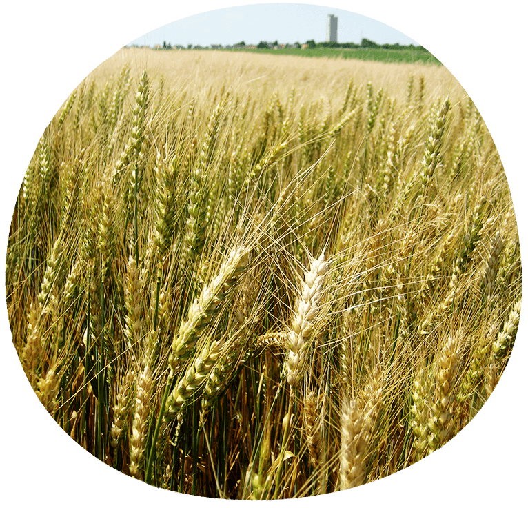 Agriculture 1 Agriculture